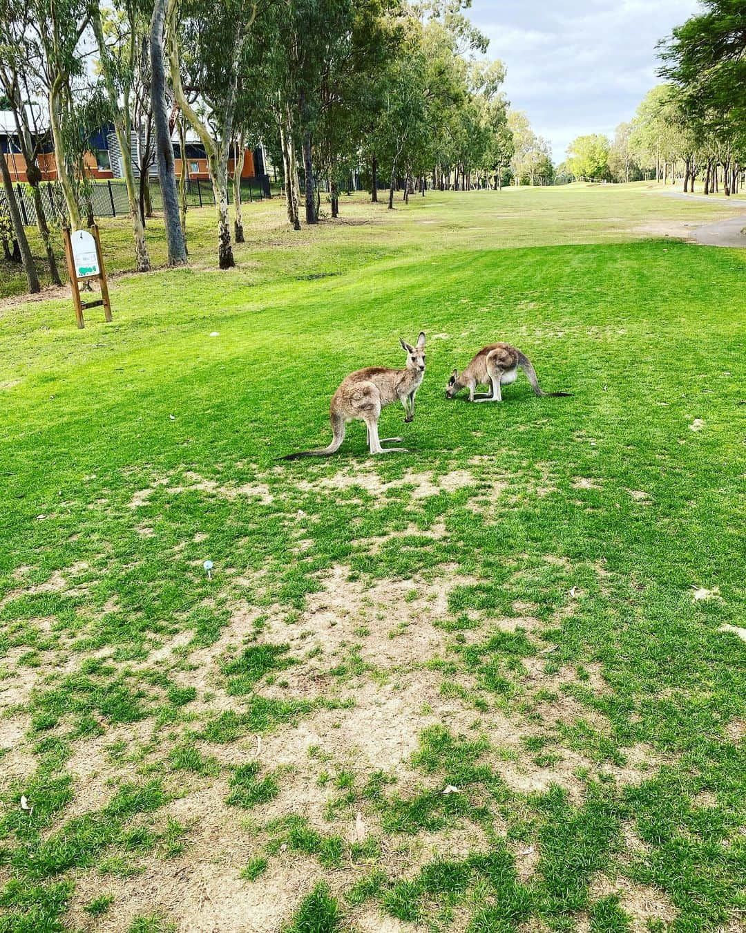 ドリュー・ネイラーのインスタグラム：「Couple of spectators watching us play golf the other day.」