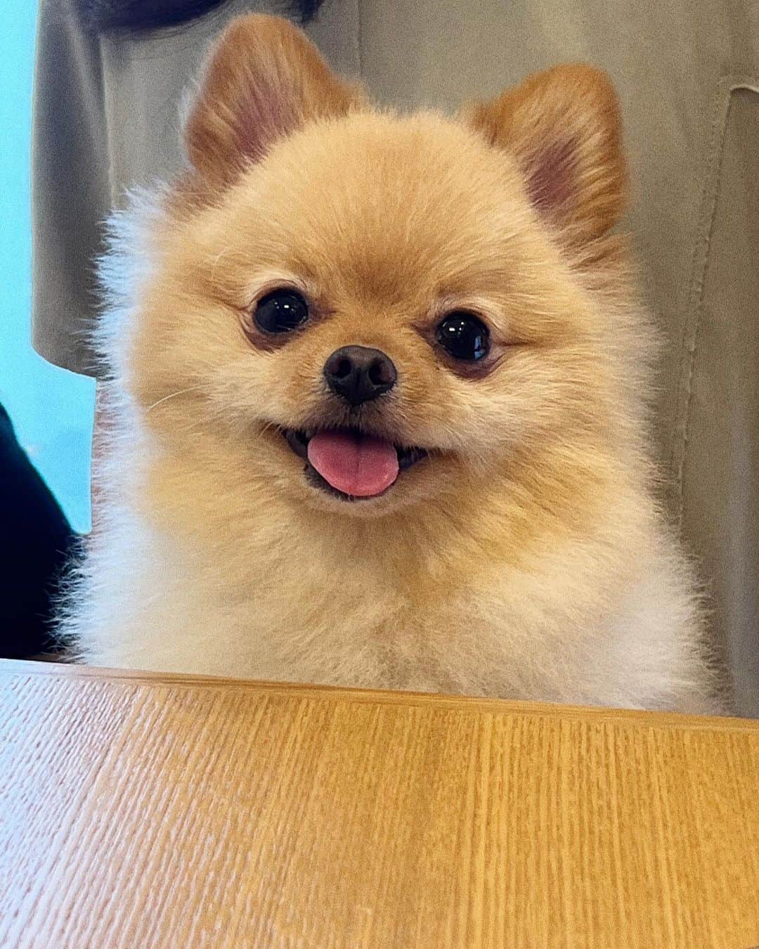 山田菜々のインスタグラム：「少し前にりぽぽしゅんさんの赤ちゃんに会いに行きました〜☺️♥︎  ちっちゃくてちっちゃくて ほんとにほんとに可愛かったな〜〜🥹💕  ぴーばぶも相変わらず可愛かった♥︎♥︎  りぽぽとしゅんさんの会話は いつも変で平和でとても面白い😮‍💨🫶(最高なの)  帰りは卒業旅行聴いて帰りました🥰笑 自分たちの歌を聴くのは少し恥ずかしいのですが、 メンバーの幸せな顔を見ると 聴きたくなるから不思議〜〜☺️♥︎  10年経ったら何してるのかな って歌詞を聴くたびにニヤニヤしちゃいます〜✨  お祝いをしに行ったはずが、 お寿司をご馳走になっちゃって りぽぽしゅんさんありがとう〜☺️♥︎」