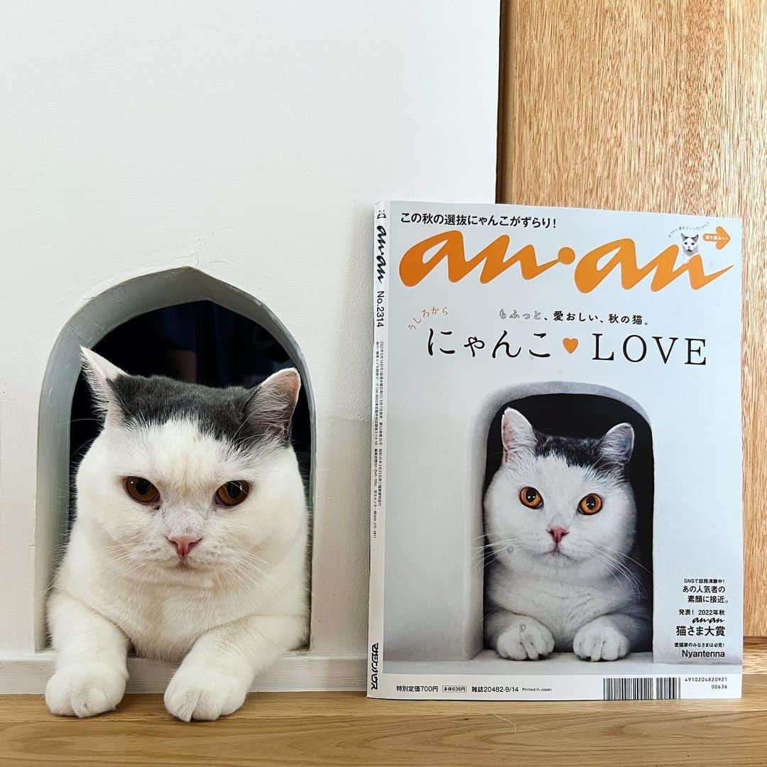 tomokoさんのインスタグラム写真 - (tomokoInstagram)「本日発売のanan。 (裏)表紙はなんとカツヲです！  別人のようにかわいく撮ってもらってるけど、本人です。 あのヅラ猫界の重鎮パンチョ先輩 @pancho0002 のフォトグラファー山口明さんに撮影していただきました！  表はイケメン佐藤勝利くん。 イケメン好きの方、今回のananは表も裏もイケメンなので、是非。  #勝利とカツヲ #イケメン対決  #anan #にゃんこlove   #ドラねねカツヲ #ブリティッシュショートヘア #britishshorthair #スコティッシュフォールド #scottishfold #猫 #ネコ #ペコねこ部 #ブリ商会 #猫山商事 #ねこのきもち #instacat #catstagram #instagramcats #catsofinstagram #ilovecats #catlover #catoftheday #cat #ヅラ猫部#猫とインテリア #猫のいる暮らし」9月7日 8時13分 - dora_me0416