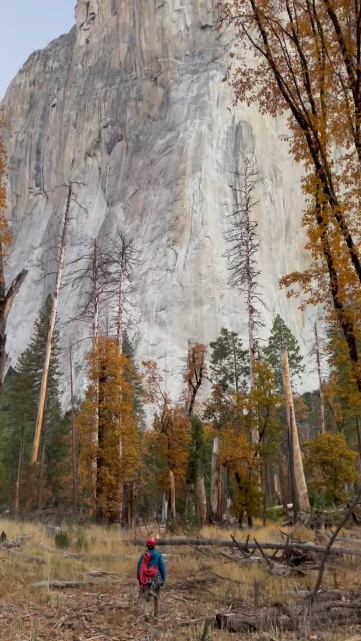 植田夢月のインスタグラム：「#tb  Freerider DAY1 On 3rd November, at about 7 AM, we embarked for Freerider. One of the symbolic scenes of FREE SOLO in which Alex Honnold was walking toward El Cap from the meadow inspired me to shoot this vid, maybe, I dunno🤷🏻.  出発の朝。Freeriderの取り付きに向かいながら。  #yosemite #yosemitenationalpark #yosemitevalley #yosemitenps #yosemitepark #elcapitan #climbing #climbingtrip #bigwall #bigwallclimbing #climbingmountains #yosemiteclimbing」