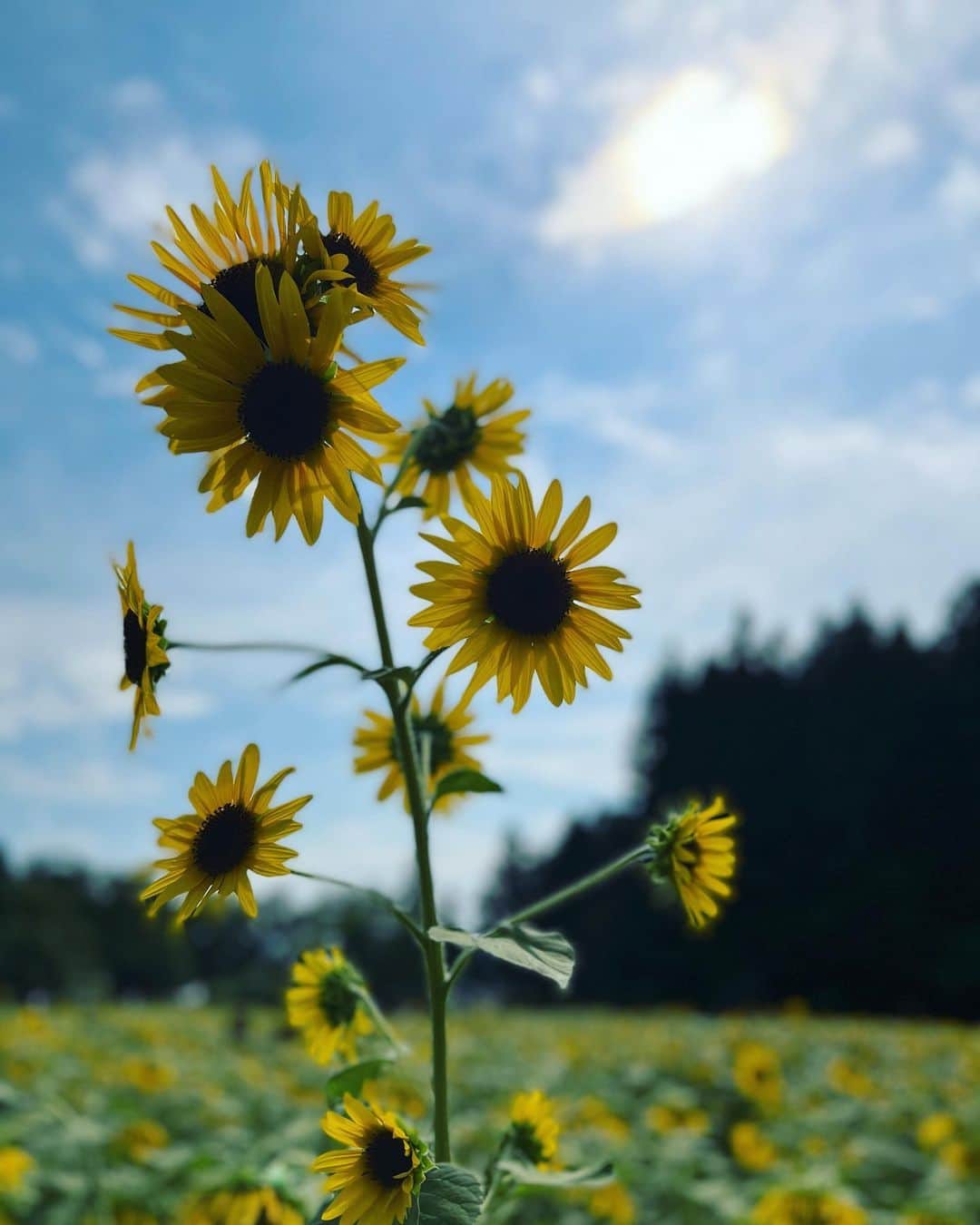 misaki saitoさんのインスタグラム写真 - (misaki saitoInstagram)「. 夏の思い出🌻  #japan #fukushima #summer #sunflower #dayoff」9月7日 19時10分 - misk_3110