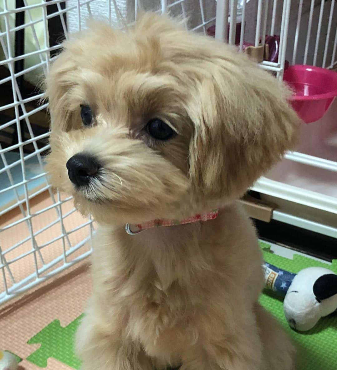 ほいけんたさんのインスタグラム写真 - (ほいけんたInstagram)「現場スタッフが可愛がっている犬のはなちゃんが、研ナオコさんのモノマネしました（笑）普段は全く違う顔なのに、表情豊かで素晴らしい！俺に似て来たのか？！  #ものまね犬 #モノマネ犬 #ものまね #モノマネ #顔まね #顔マネ #犬 #仔犬 #パピー #マルプー #はな #はなちゃん #研ナオコさん #顔そっくり #ほいけんた」9月7日 11時07分 - hoikenta