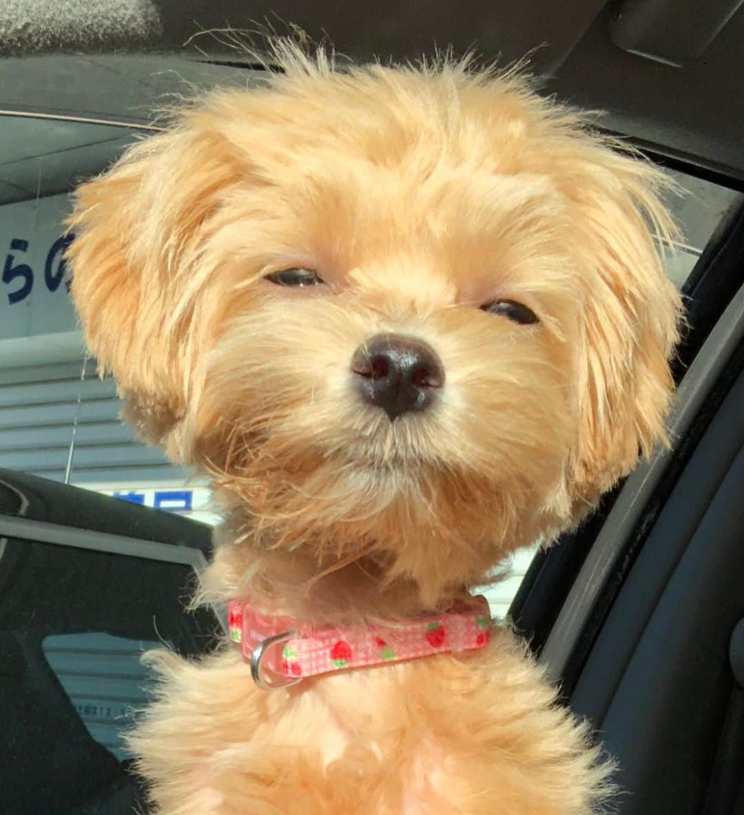 ほいけんたのインスタグラム：「現場スタッフが可愛がっている犬のはなちゃんが、研ナオコさんのモノマネしました（笑）普段は全く違う顔なのに、表情豊かで素晴らしい！俺に似て来たのか？！  #ものまね犬 #モノマネ犬 #ものまね #モノマネ #顔まね #顔マネ #犬 #仔犬 #パピー #マルプー #はな #はなちゃん #研ナオコさん #顔そっくり #ほいけんた」