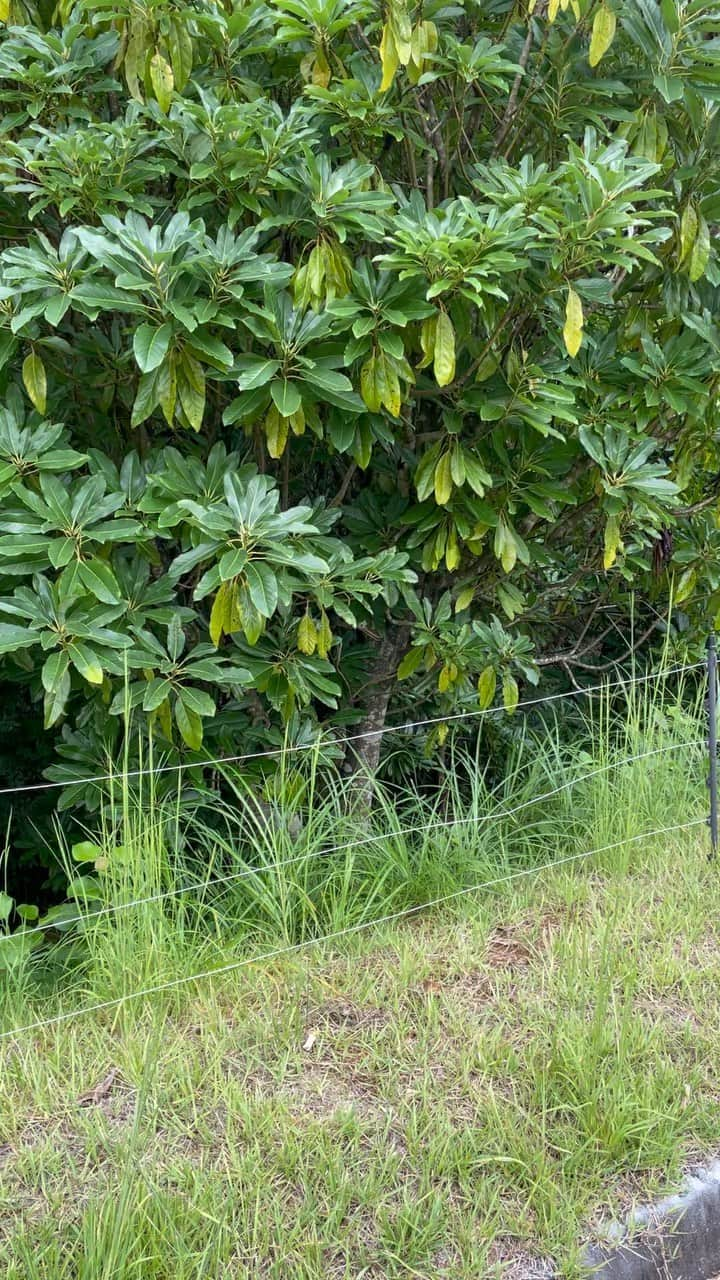 関野剛平のインスタグラム：「、 枝の中にアヒルいた！笑笑 みんな気付けた？笑笑 🤭」