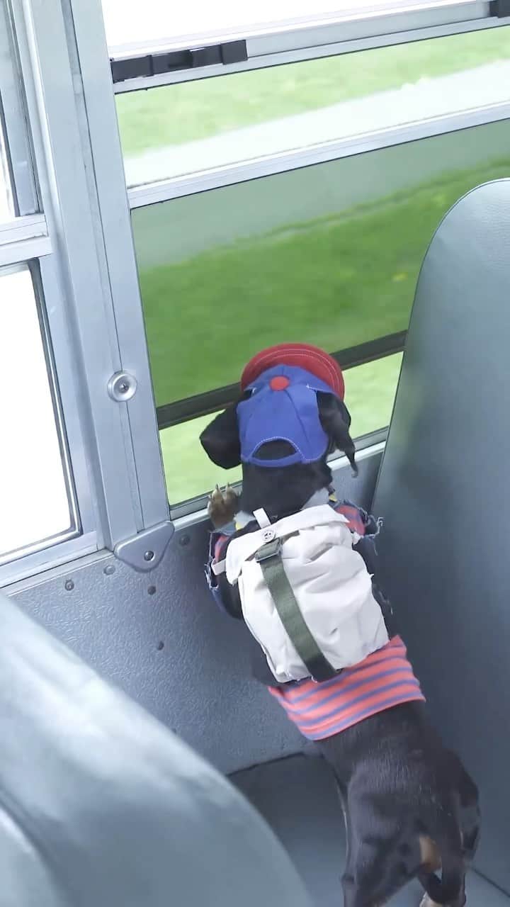 Crusoe the Celebrity Dachshundのインスタグラム：「“Oakley always looks forward to first day of school!” ~ Crusoe」