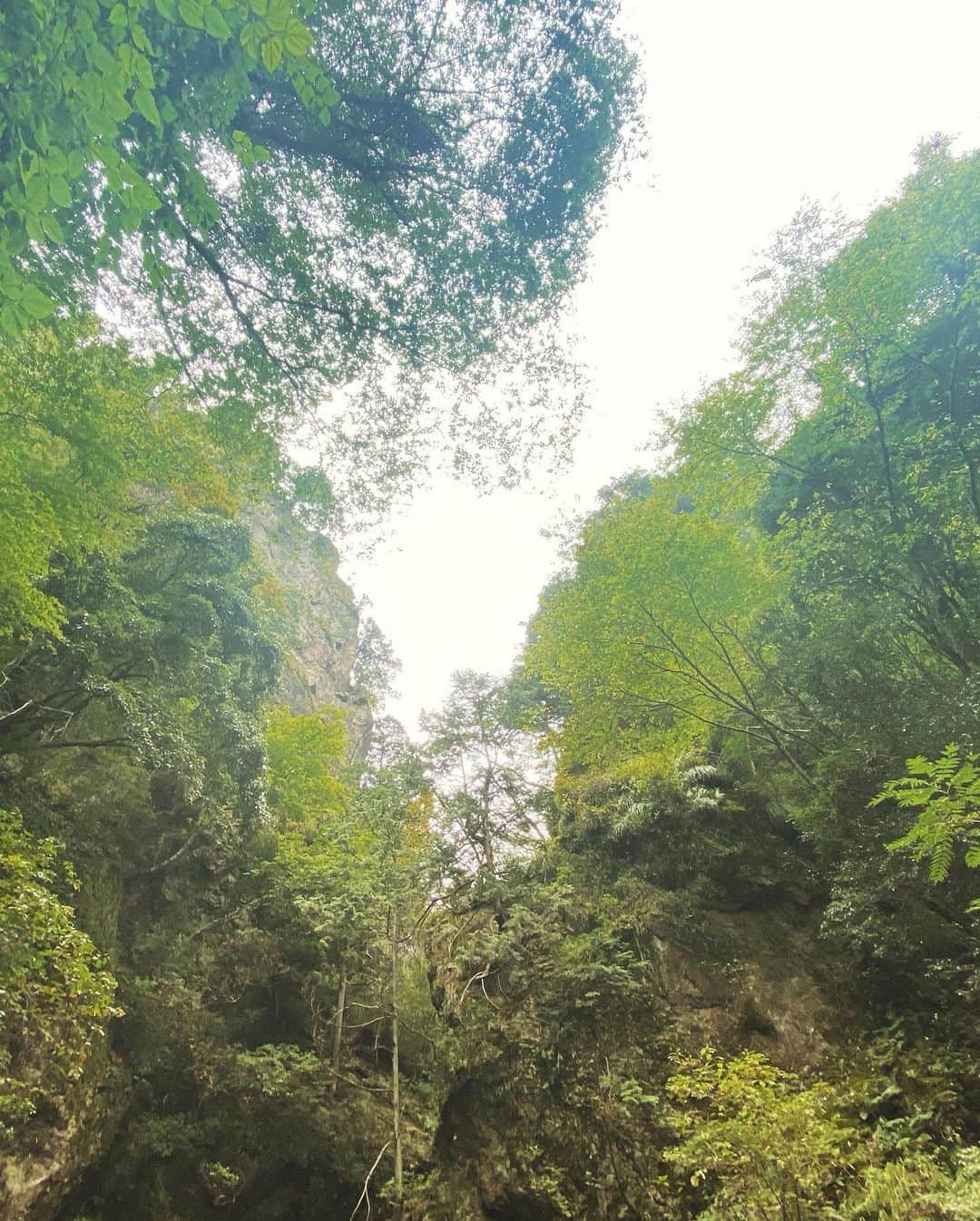 橋本麗香さんのインスタグラム写真 - (橋本麗香Instagram)「💚 ありがとうって  #自然 #癒し #Powercharge」9月8日 13時01分 - reikamaria