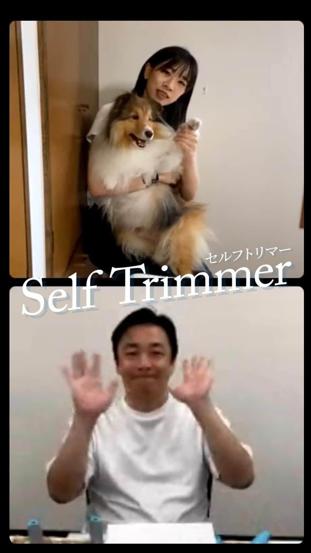 Petioのインスタグラム：「2022.8/23 LIVE archive  Self Trimmerシリーズを使った 簡単お手入れ方法をご紹介✂️🐶🐱✨ ( 動画をタップしてみてね👆)  #ペティオ #petio #selftrimmer  #お手入れ #おうちケア #セルフケア #selftrimming #手入れ #キレイ #自分で  #バリカン #バリカンカット #ブラシ #スリッカー #お掃除 #セニングブラシ #換毛機 #犬の毛 #猫の毛  #いぬ #犬 #愛犬 #🐶 #dog  #ねこ #猫 #愛猫 #🐱 #cat」