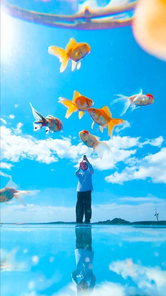 あああつしのインスタグラム：「青空に金魚が泳いでる風景を撮りたくて!  A goldfish swimming in the sky.  昔、夢で見た風景を再現してみたかった! かなり試行錯誤しました! 水槽の大きさや水の量、金魚の人数、など色々苦戦しました。 撮影には二日間かかりました笑 折りたためるスマホだからこそ、水中でスマホが自立できて満足な映像が撮れた!!  W/ @cog_jp  @gad_abouts Specialthx! @galaxymobilejp  #GalaxyZFlip4 #Galaxy #Galaxy折りたたみスマホ #折りたたみスマホ #ギャラクシー」