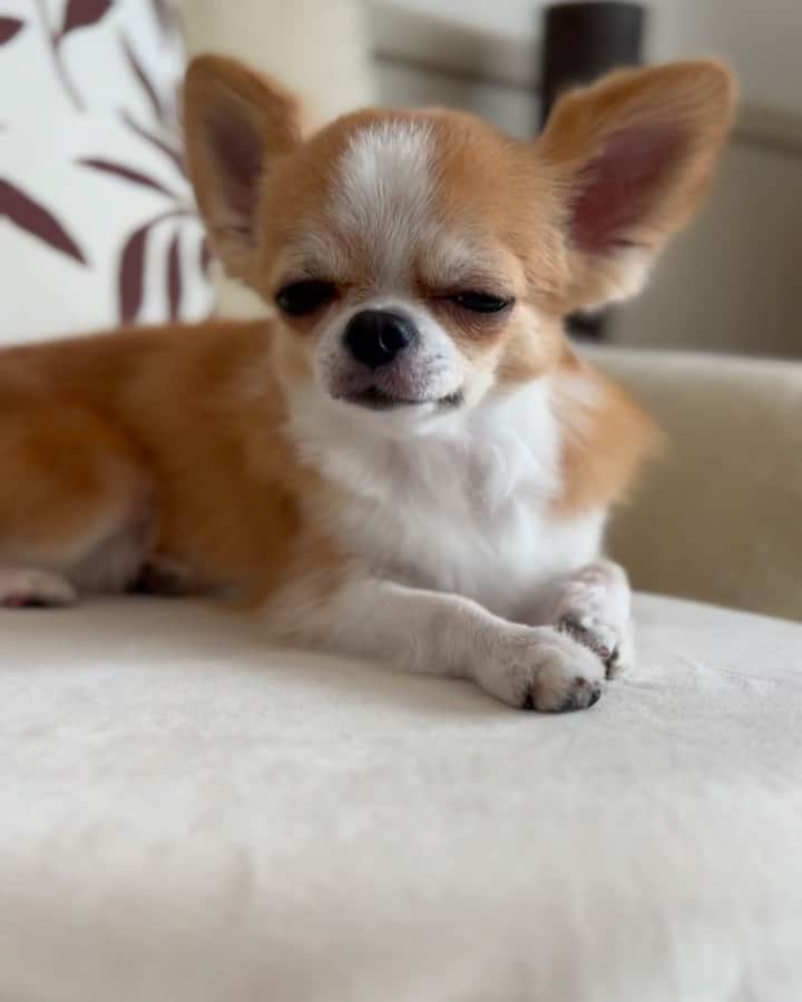 のインスタグラム：「😪😪😪  #チワワ #わんこ #わんこのいる生活 #いぬすたぐらむ #chihuahua #chihuahualove  #chihuahualife #doggy #doggylove #dogsofinstagram #dogstagram #doglife #doglovers」