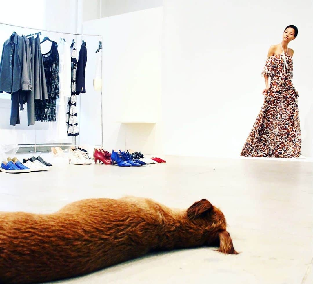 デレク ラムのインスタグラム：「Preparing for another NYFW…tbt Spring 2015. Roscoe, napping on the job. #nyfw」