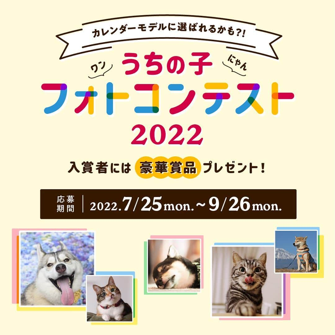 アイペット ペットスナップキャンペーンのインスタグラム：「【うちの子フォトコンテスト2022】開催中📷  全国のワン🐶スタグラマー、ニャン🐱スタグラマーのみなさま、 ぜひ自慢のうちの子写真を投稿してみませんか✨  インスタグラムは見る専門！という方でも、 虹の橋を渡ってお空にいるワンちゃん・ネコちゃんでも、 みなさまご参加いただけます🌈  愛情たっぷりのお写真、お待ちしております💗  ▼詳細はストーリーズから▼ @ipet__ins  【うちの子フォトコンテスト2022】  https://www.ipetclub.jp/fun/calendar/2022  #ipetうちの子フォトコンテスト2022 #ipet #アイペット #ペットは家族 #いぬすたぐらむ  #ねこすたぐらむ #虹の橋 #秘密結社老犬倶楽部天国支部」