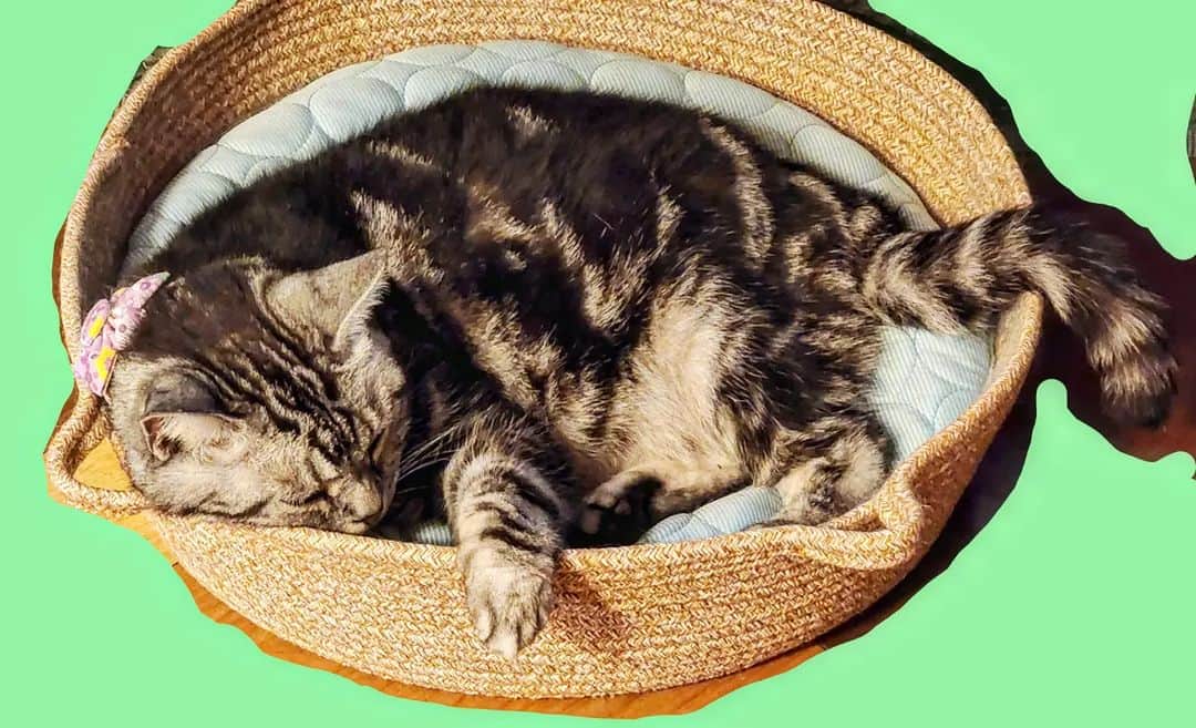 のインスタグラム：「#可愛い猫」