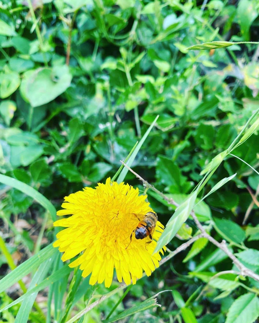 のインスタグラム：「おはようございます🤗✨☘️  しばらく更新してないと、何を更新しようか分からなくなりますね💧  今日はと言うと、わたしの38歳の誕生日🎂✨(*´꒳`*)✨🌸命をかけて産んでくれたお母さんに感謝の日でもありますね☺️✨✨  産前産後、約3ヶ月半もの間、本当に沢山心配をかけ、大変お世話になりました╰(*´︶`*)✨☘️  娘たちも、じじばば、おばちゃん、にぃにいっぱい遊んでもらって、本当にのびのび楽しそうにしてくれてて、ママも嬉しかったよ❤️✨✨  今は福岡に戻って、2人育児にてんてこ舞いになりながら奮闘しております🤗💦✨✨  そして、可愛い♡娘たちの成長が物凄く楽しみです(*^^*)✨💓  #誕生日 #2人育児」