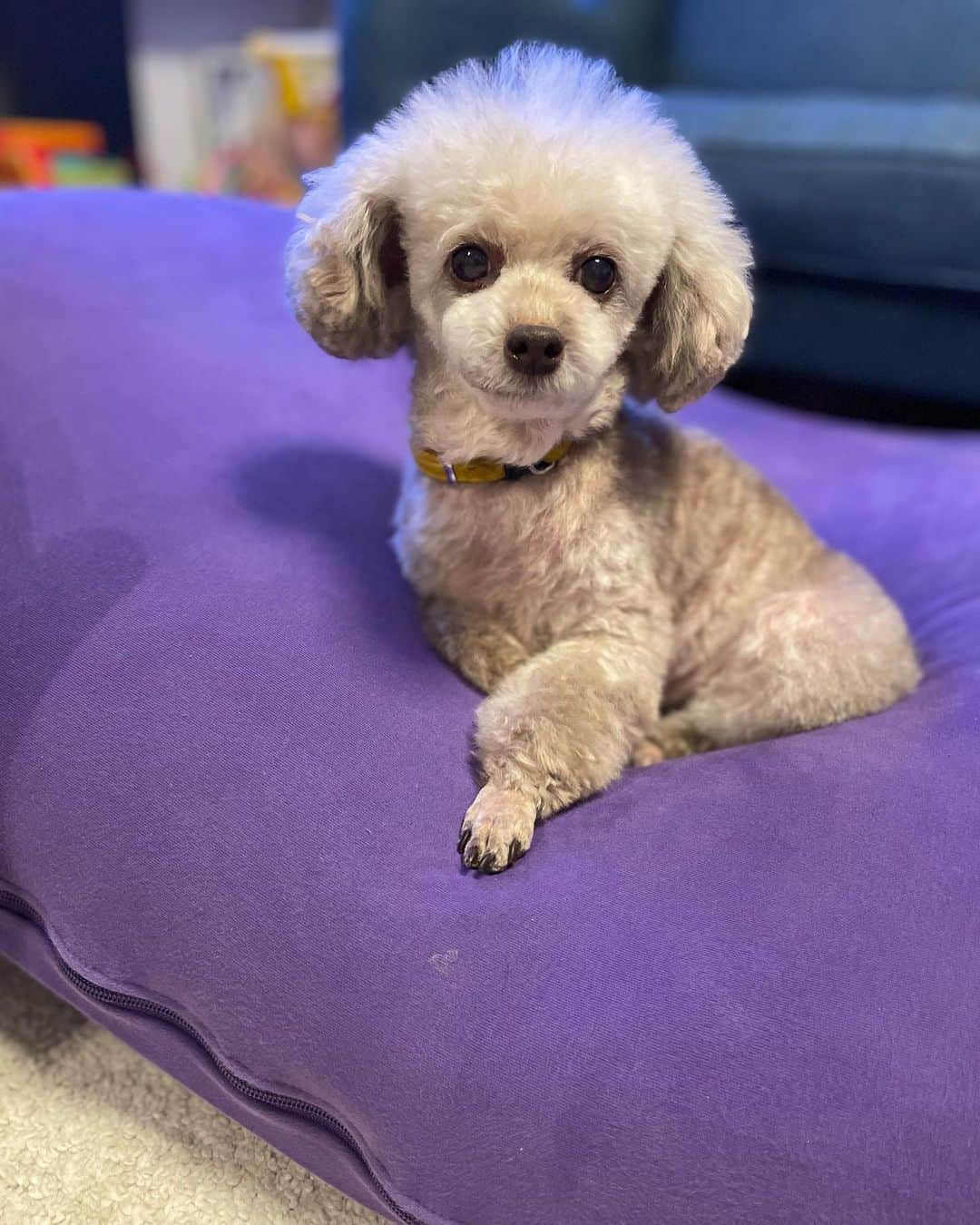 本田しおりのインスタグラム：「愛する愛する愛犬。 もずく先生が一昨日息を引き取りました。13歳と11ヶ月でした。あと3日で14歳。  1ヶ月ほど前から去年の悪性のメラノーマという癌が再発し、肺にも転移していて、最後1週間は大好きなご飯もほとんど食べませんでした。  去年病理検査待ちの時、腫瘍を噛んでしまい血塗れで痛そうで可哀想で、、検査結果を待たずに腫瘍切除手術をしましたが、あの時顎も取ってあげていれば、、などと 正解のない、たらればを永遠に考え、後悔と悲しみに暮れています  二十歳の時にお台場の今はなきコジマで運命を感じ、この子と一生離れたくない。と思った事を今でも鮮明に覚えています。 約14年間我が魔な母親に、嫌な顔ひとつせず（本当は嫌だったかも🐶）沢山の時間を一緒に共有してくれて、色んな所へ行ってくれました。  琥珀を出産してからは、私自身、第一子で身寄りが近くに誰も居ない中ワンオペで、余裕もなく、もずくには寂しい思いを沢山させてしまったと思います。  命とのお別れには必ず後悔が残ると言われていますが、本当の意味を理解したのは人生で初めてかもしれません。  亡くなった日はまだ形の残るもずくに沢山の愛してるよとありがとうとごめんねを抱きしめながら伝えました。一晩一緒に過ごせて良かった。  昨日立ち会い火葬をし、お骨の引き上げまで家族全員でできました。 大切なセレモニーが出来たと思います。  3歳になったばかりの琥珀は、当日は理解出来ておらず、寝ていると思っていたようで、、  火葬する寸前も 「暗くて怖いよ。もーちゃん可哀想だよ。」と。  お骨になってしまったもずくを見て 「もーちゃんは？何処にいるの？」 と。 「もーちゃんはお骨になったんだよ。」と伝えると。 「もーちゃんお骨になっちゃったの？」と琥珀なりに理解したのか、もずくの写真を何度も何度も見て「もーちゃん会いたいよー」と大泣きし始め、我々父母は胸が張り裂けそうな気持ちでした。  お骨になったもずくと一緒に帰宅し、何度か琥珀の要望でお骨の頭蓋骨を一緒に撫でました。 琥珀が生まれた時には、既に10歳という高齢犬で、訳の分からない赤ん坊の琥珀とは仲良しというほどにはなれず（というよりお婆ちゃんのもずく側からの構わないでオーラが凄かったw）でしたが、琥珀なりにもずくの事を愛していたんだと思います。  もーちゃん。 お骨を見て可愛い。愛おしい。と思ったのは生まれて初めてです。 親バカかもしれないけど、とんでもなく美人で、可愛くて、優しくて、人懐っこくて、甘えん坊で、食いしん坊で。  寂しがりやでお留守番の時にわざとオシッコ外す所も、口が臭い所も全部全部大好きだよ。  私が悲しい時に涙を舐めてくれた事、楽しい時も嬉しい時も悲しい時も、どんな時も一緒に居てくれてありがとう。  愛してます。 これからももずくが居たいと思う限り傍に居てね。 安らかに眠れますように。  本当にありがとう。大好き。」
