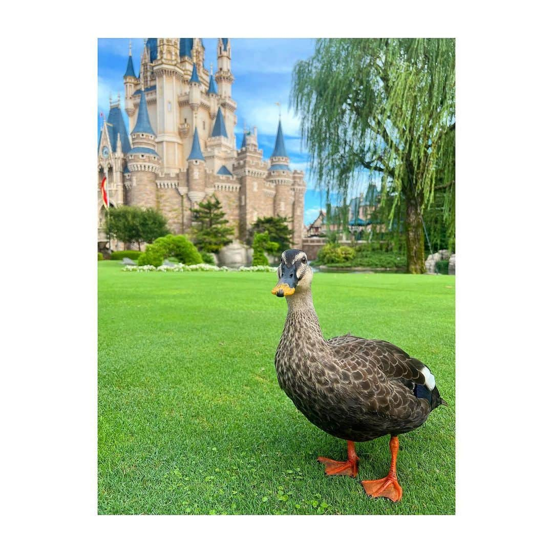 三谷紬さんのインスタグラム写真 - (三谷紬Instagram)「* ディズニーで撮影したカモさん🦆🫶🏻 撮ってくれと言わんばかりにこちらを見ていたので モデルとして採用させていただきました🤣 私もお城に住んでいるような感覚に陥らせてくれる写真。 iPhoneで撮影したのですが、我ながらうまく撮れました😌 足袋を飼うようになってから どの動物にも愛着が湧くようになりました。 昔は鳥が大の苦手だったのに… （未だに鳩と烏は苦手ですが） * #iphone#iphone撮影#撮影#カメラ#camera#カモ#鴨#🦆#disney#東京ディズニーランド#disneyland#tokyodisneyland#ディズニー写真部#disneyphotography#ディズニー部#テレビ朝日#アナウンサー#三谷紬」9月9日 20時47分 - mitani_tsumugi