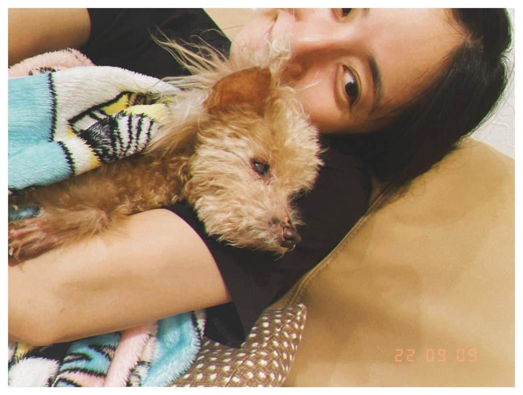 紗綾のインスタグラム：「私が11歳からの友 ラッキーくん🐶 もう17歳でヨボヨボおじいちゃんだけど まだまだ元気だよ〜❤️ 抱っこしてあげたら安心して寝だした🌙 #犬 #dog #愛犬 #トイプードル #トイプー #北九州」