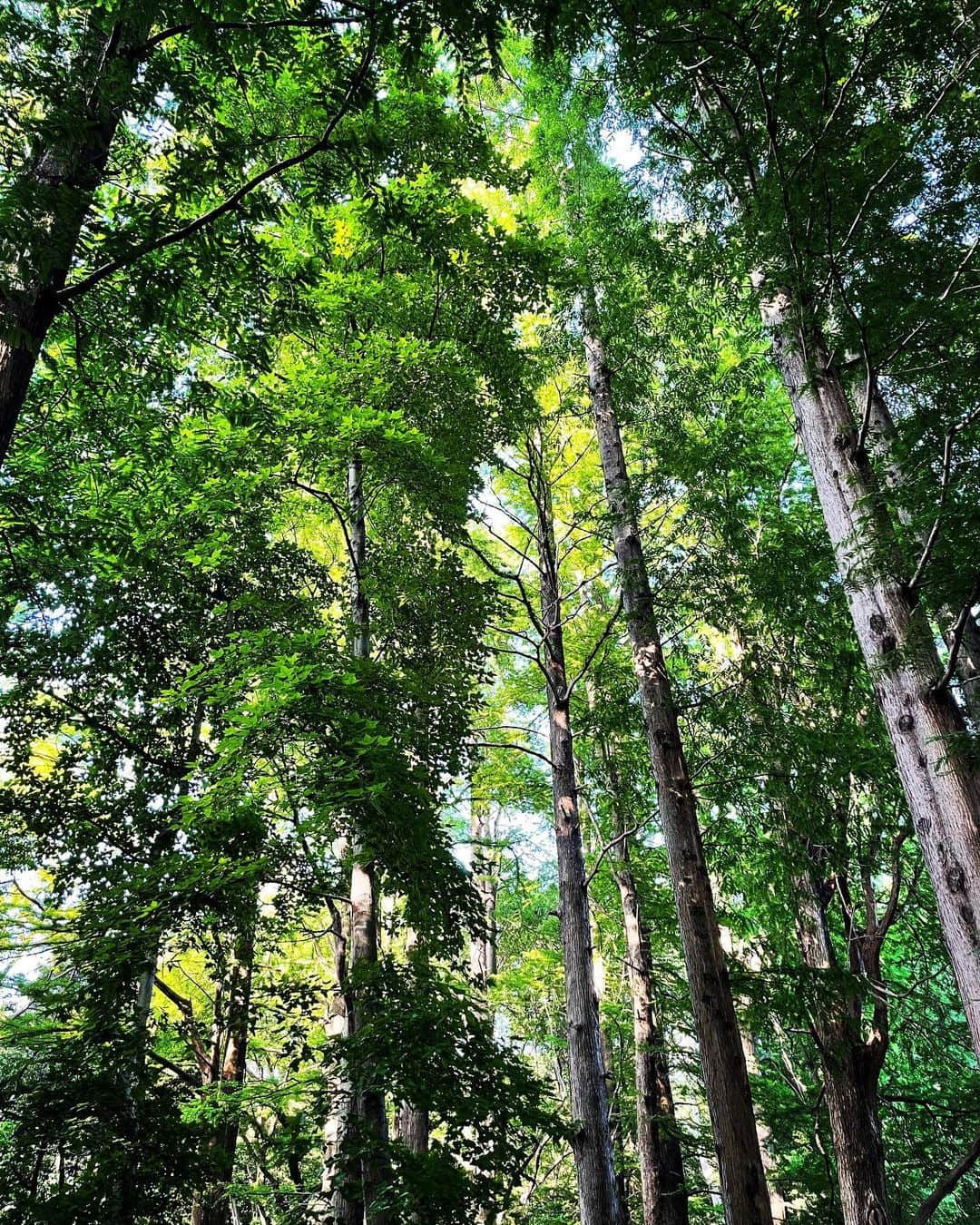 のインスタグラム：「🌳  緑林、 癒される...🌿  #定期的nature #japan」