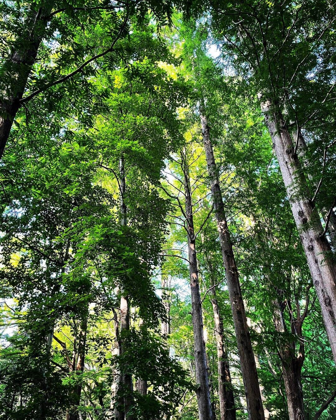 片山萌美さんのインスタグラム写真 - (片山萌美Instagram)「🌳  緑林、 癒される...🌿  #定期的nature #japan」9月10日 11時37分 - moet_mi