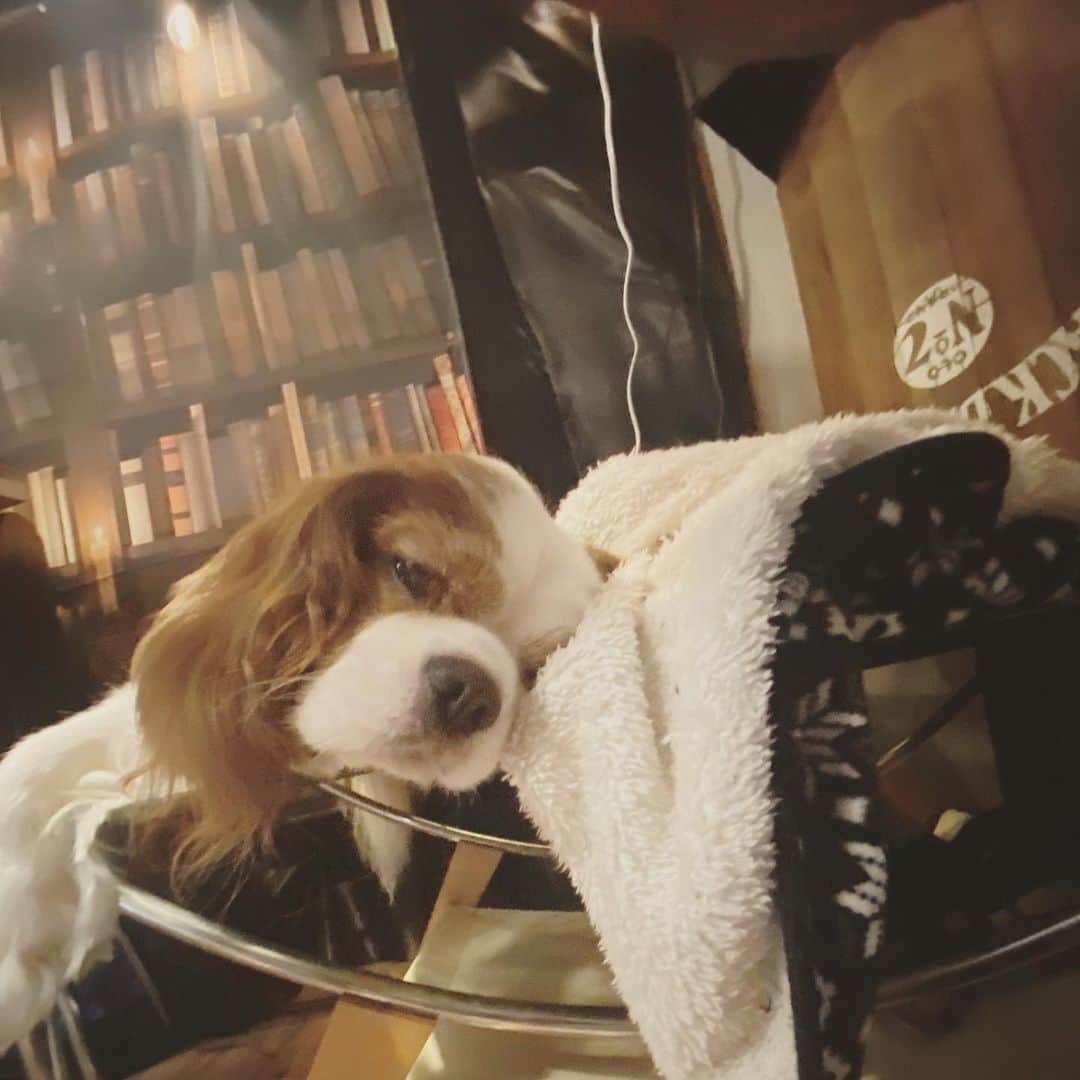 国沢一誠のインスタグラム：「くつろぎのグー #キャバリア #可愛い #癒し」