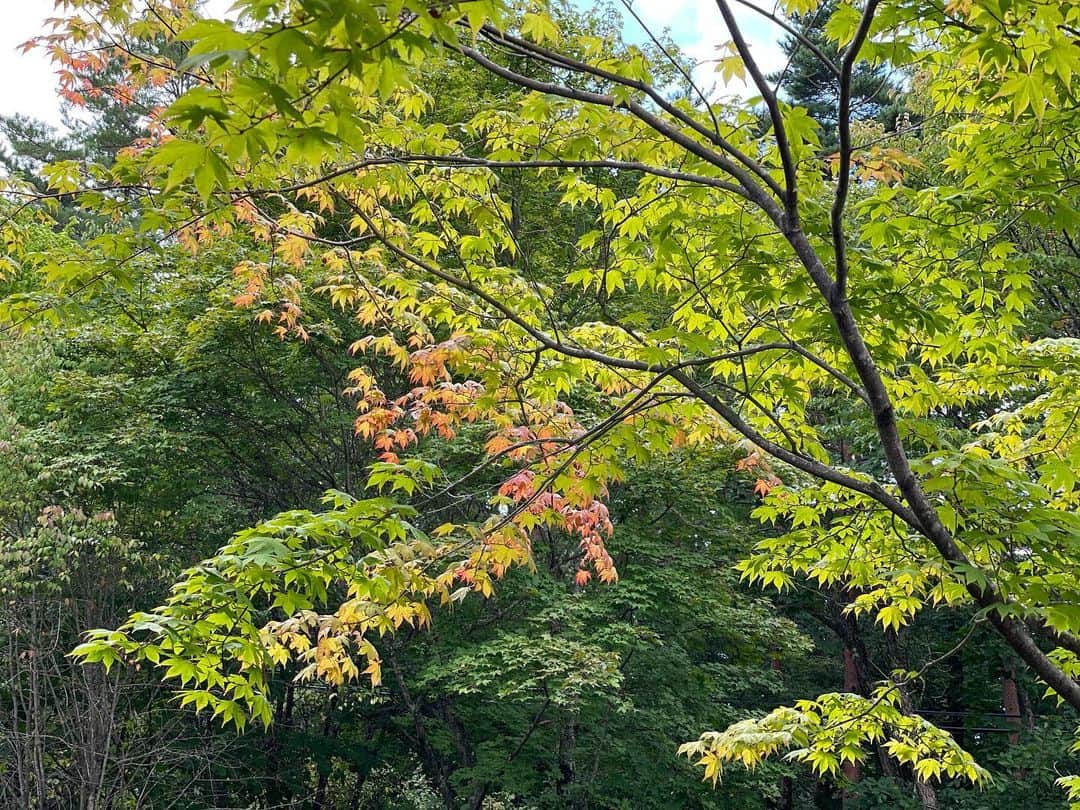 倉田亜味のインスタグラム：「紅葉の始まり  ＠八ヶ岳  夏が終わるのね 太陽出てるけど涼しい」