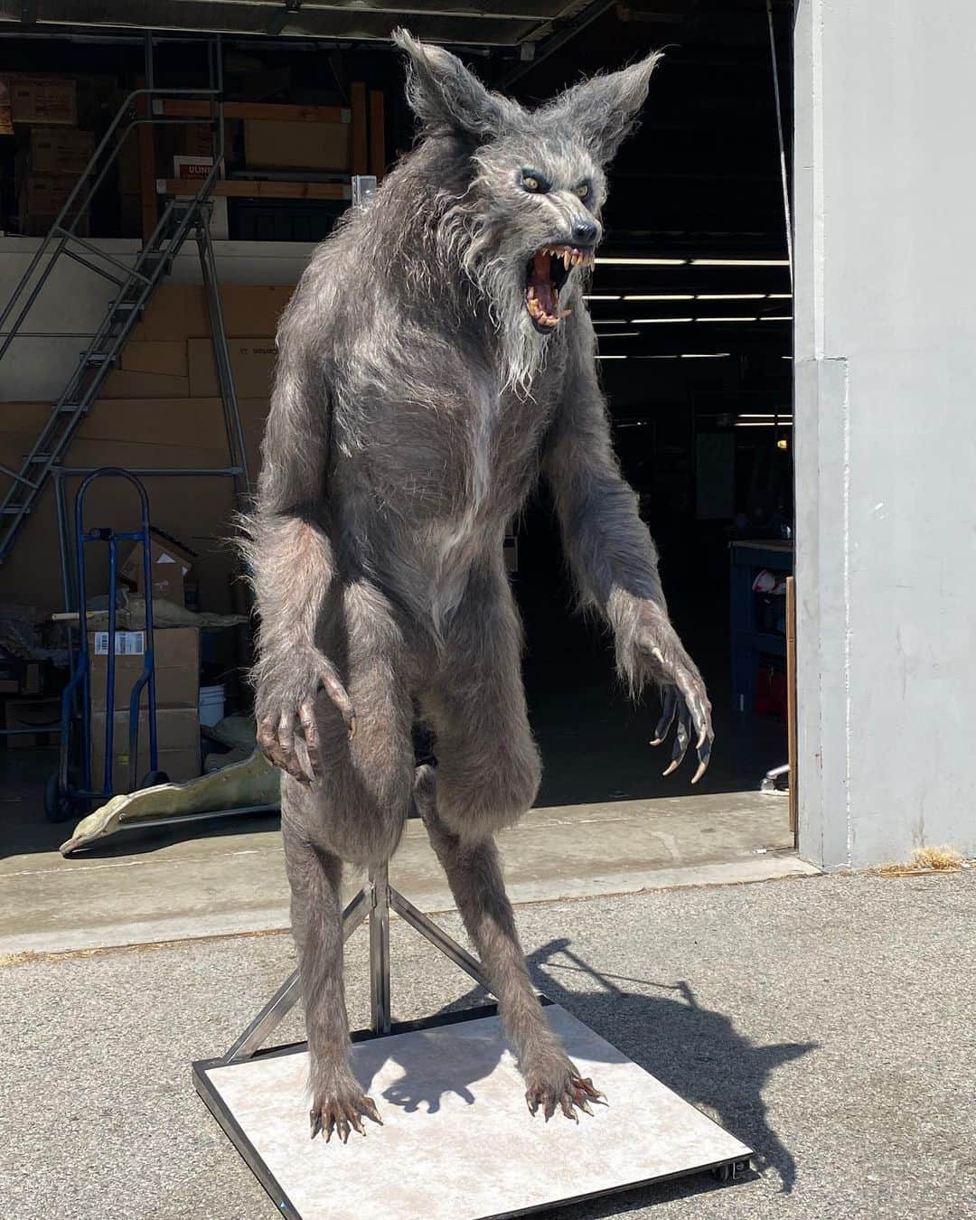 グレゴリー・ニコテロさんのインスタグラム写真 - (グレゴリー・ニコテロInstagram)「Had a friend pop by the shop and see our restoration of the original werewolf rod puppet created by Rob Bottin for THE HOWLING!  This has always been one of the most revered creations in horror cinema so getting the chance to restore it with the help of @norman_cabrera_monsters @tomspinadesigns @beth_amber_hathaway @alexdiaz4121 @jeff_himmel Kathy Sulley, Caleb Schneider, Debra Galvez and others at KNB was an honor (especially after how well received our JAWS shark restoration has been on display at the Academy Museum in LA). So who better to inspect it than the one and only @thedeewallace an absolutely amazing woman and friend.  Those of you who saw THAT photo back in Cinefantastique magazine and watched this film know the impact it had on a legion of up and comers.  I’m very proud of this project and what it represents to so many of us!!! #thehowling #rodpuppet #joedante」9月10日 7時41分 - gnicotero