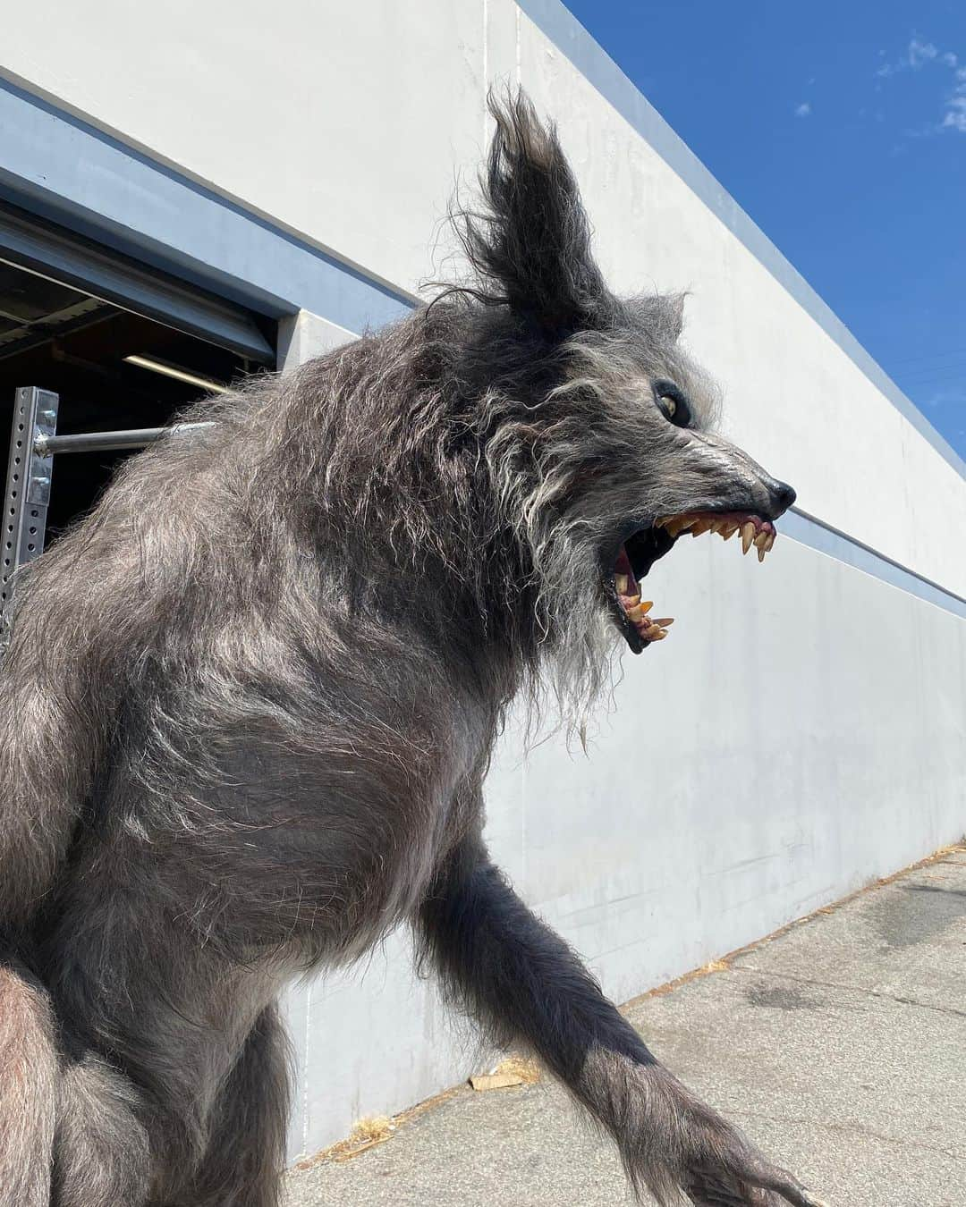 グレゴリー・ニコテロさんのインスタグラム写真 - (グレゴリー・ニコテロInstagram)「Had a friend pop by the shop and see our restoration of the original werewolf rod puppet created by Rob Bottin for THE HOWLING!  This has always been one of the most revered creations in horror cinema so getting the chance to restore it with the help of @norman_cabrera_monsters @tomspinadesigns @beth_amber_hathaway @alexdiaz4121 @jeff_himmel Kathy Sulley, Caleb Schneider, Debra Galvez and others at KNB was an honor (especially after how well received our JAWS shark restoration has been on display at the Academy Museum in LA). So who better to inspect it than the one and only @thedeewallace an absolutely amazing woman and friend.  Those of you who saw THAT photo back in Cinefantastique magazine and watched this film know the impact it had on a legion of up and comers.  I’m very proud of this project and what it represents to so many of us!!! #thehowling #rodpuppet #joedante」9月10日 7時41分 - gnicotero