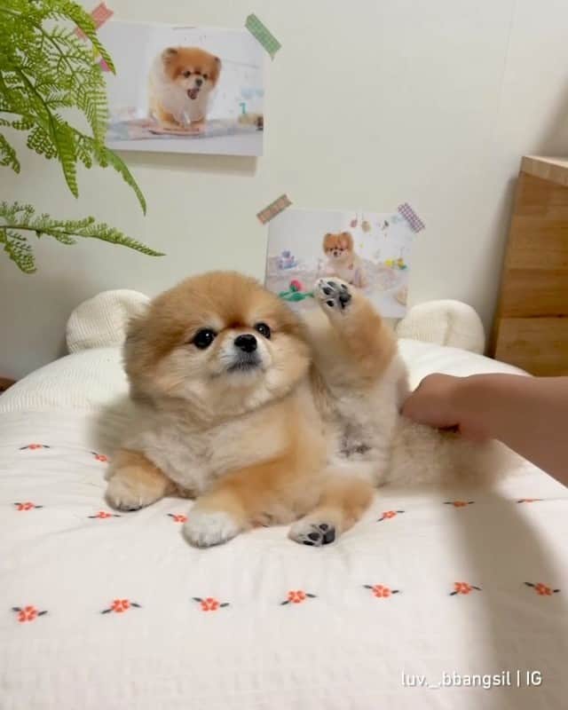 8crapのインスタグラム