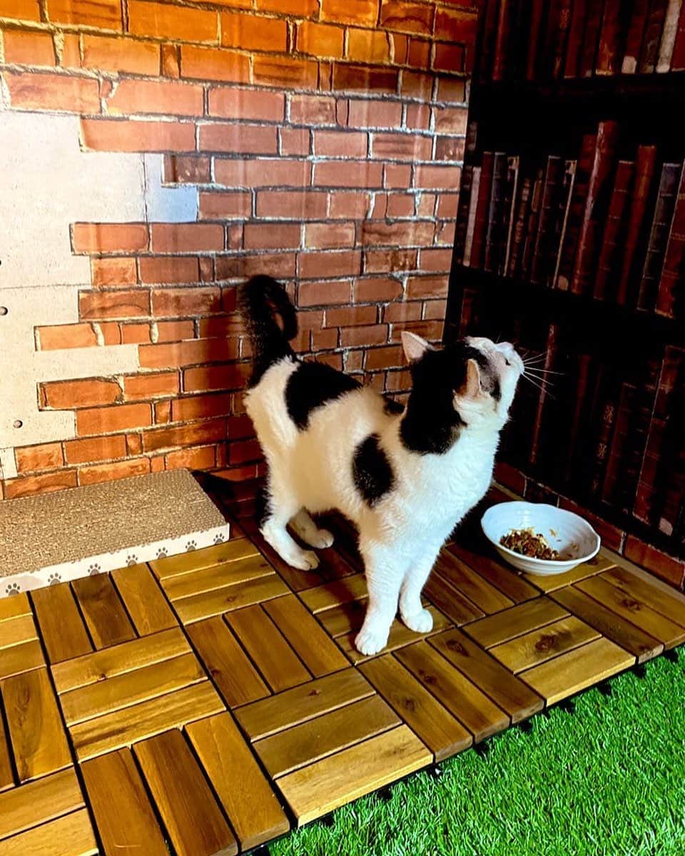 国沢一誠のインスタグラム：「モナカ部屋完成  #猫 #可愛い #DIY」