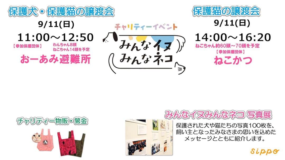 のインスタグラム：「チャリティーイベント「みんなイヌみんなネコ」開催中！   11日も、東京・築地の朝日新聞でお待ちしてます🐈🐕（大江戸線築地市場駅すぐ）  9月11日 保護犬、保護猫の譲渡会 11:00~12:50 犬と猫（おーあみ避難所） 14:30~16:30 猫（ねこかつ）  10:00~17:00 元保護犬保護猫たちの写真展 ジアイーノ、ニャンとも清潔トイレ協賛ブース グッズ販売  詳しくは @sippo_official プロフィールのリンクから、イベントページをご覧ください👀✨  イベントページのURLはこちら→https://sippo.asahi.com/minnainu_minnaneko/」