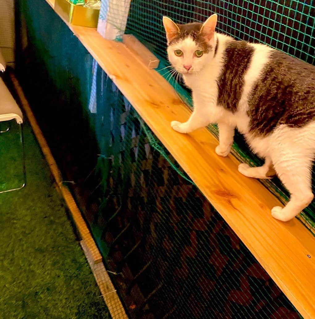 国沢一誠のインスタグラム：「ベランダも完成！ これで猫もワンコも親父も二階部分が快適に^ - ^  #猫 #DIY #可愛い」