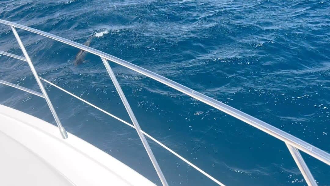 カータンのインスタグラム：「・ 城みちるもびっくり🫢 🌊🐬🐬🐬🌊  #コオリナ #コオリナクルーズ  #キャプテンブルース #hawaii」