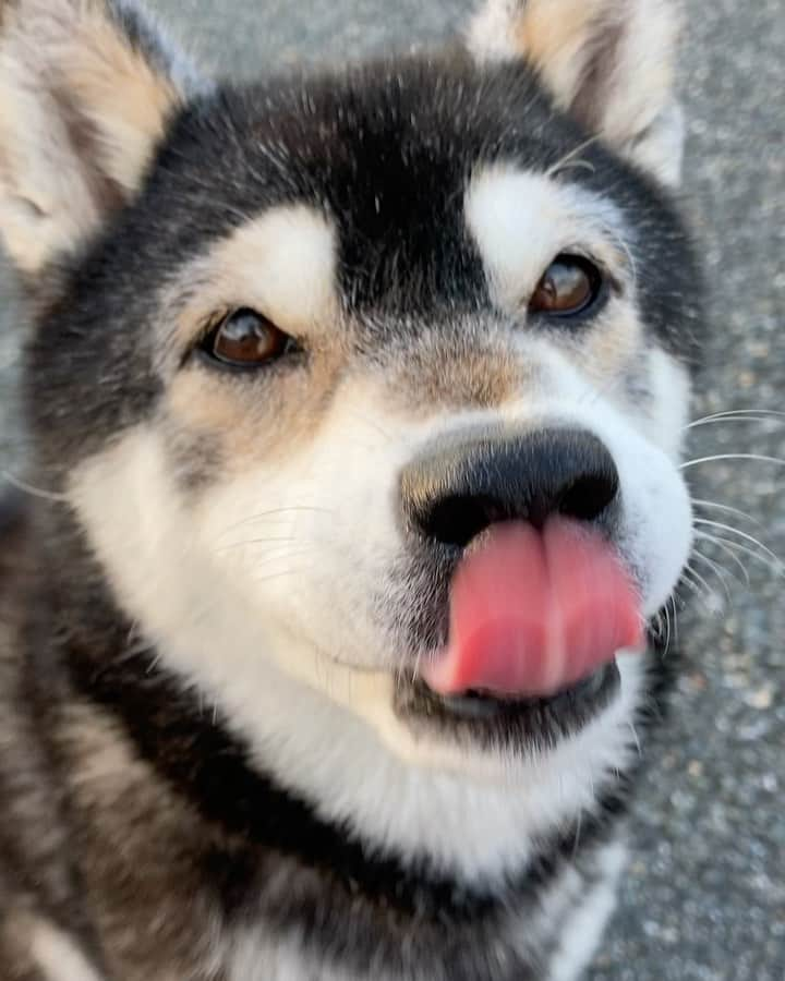 しんたのインスタグラム：「もうペロペロが止まらないのです🤤😍  #わんだふるjapan#犬バカ部#いぬら部#犬のいる暮らし#おやつ待ち柴女子くらぶ #ペロリスト」