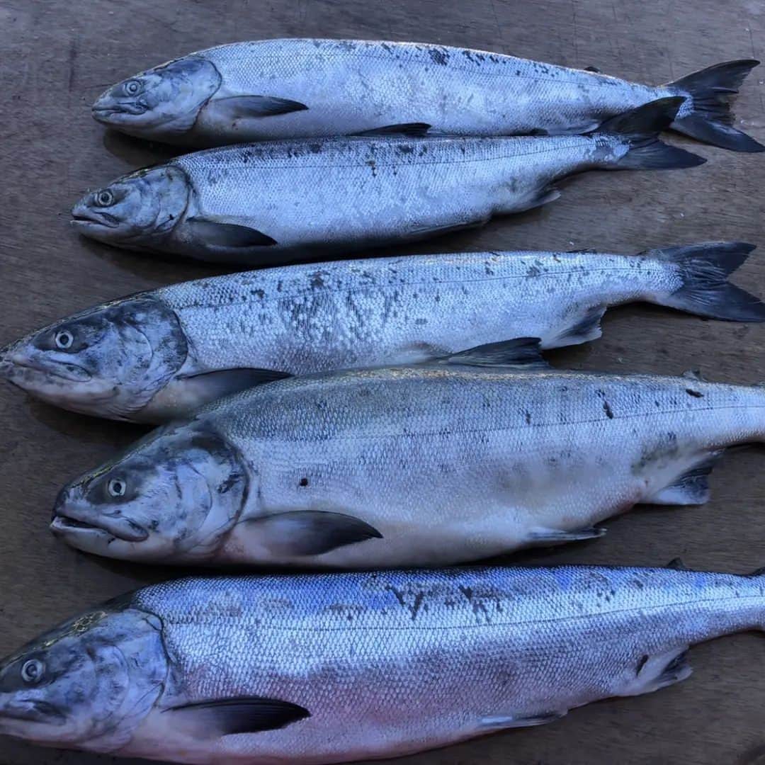 佐々木主浩さんのインスタグラム写真 - (佐々木主浩Instagram)「鮭釣りへ行ってきました！ 全員規定数釣れて大満足です。 数年通ってこれだけ釣れたのは初でした！ 鮭は自称カメラマンのたかし君に鮭とば作らせてみます。 イクラの醤油漬けも楽しみです。  #鮭　#アキアジ　#釣り」9月11日 13時57分 - sasakikazuhiro.22