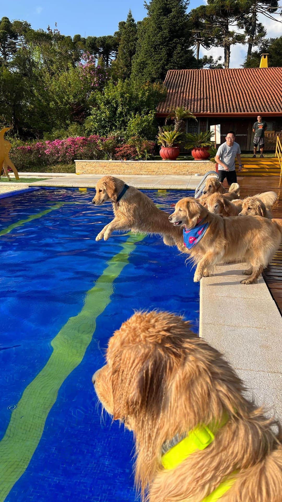 Bobのインスタグラム：「Manhã de domingo no @suryapanhotel」