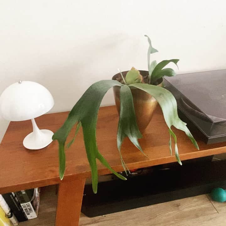 のインスタグラム：「interior.  ベンチがかなり良い♪  最近は気持ちいい天気♪  #PURO #FLYMe #ベンチ #インテリア」