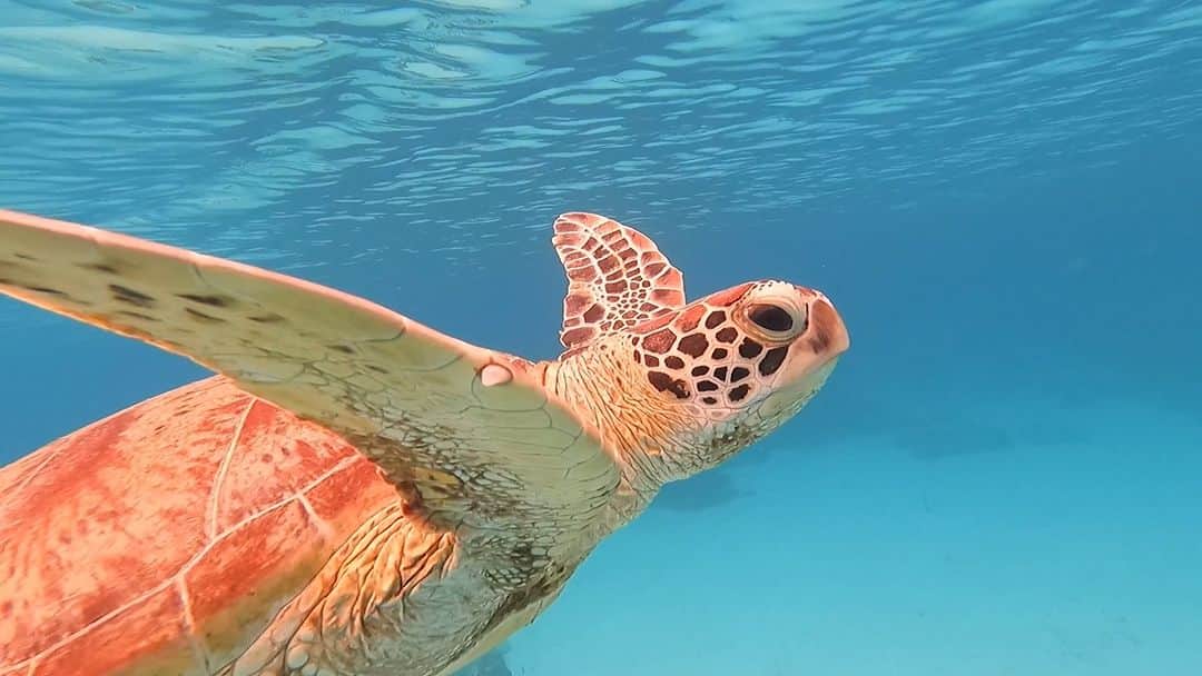 本仮屋リイナのインスタグラム：「🐢🌊👀❤️ I saw a wild sea turtle when i was snorkeling!! She was  soooo cute and relaxing💓  #座間味は浅瀬で野生の亀に会える天国です👼🐢💓 #箱メガネがあれば潜れない幼児も海の中の様子が楽しめます #長男はシュノーケリングできました🤿  #seaturtle #okinawa」