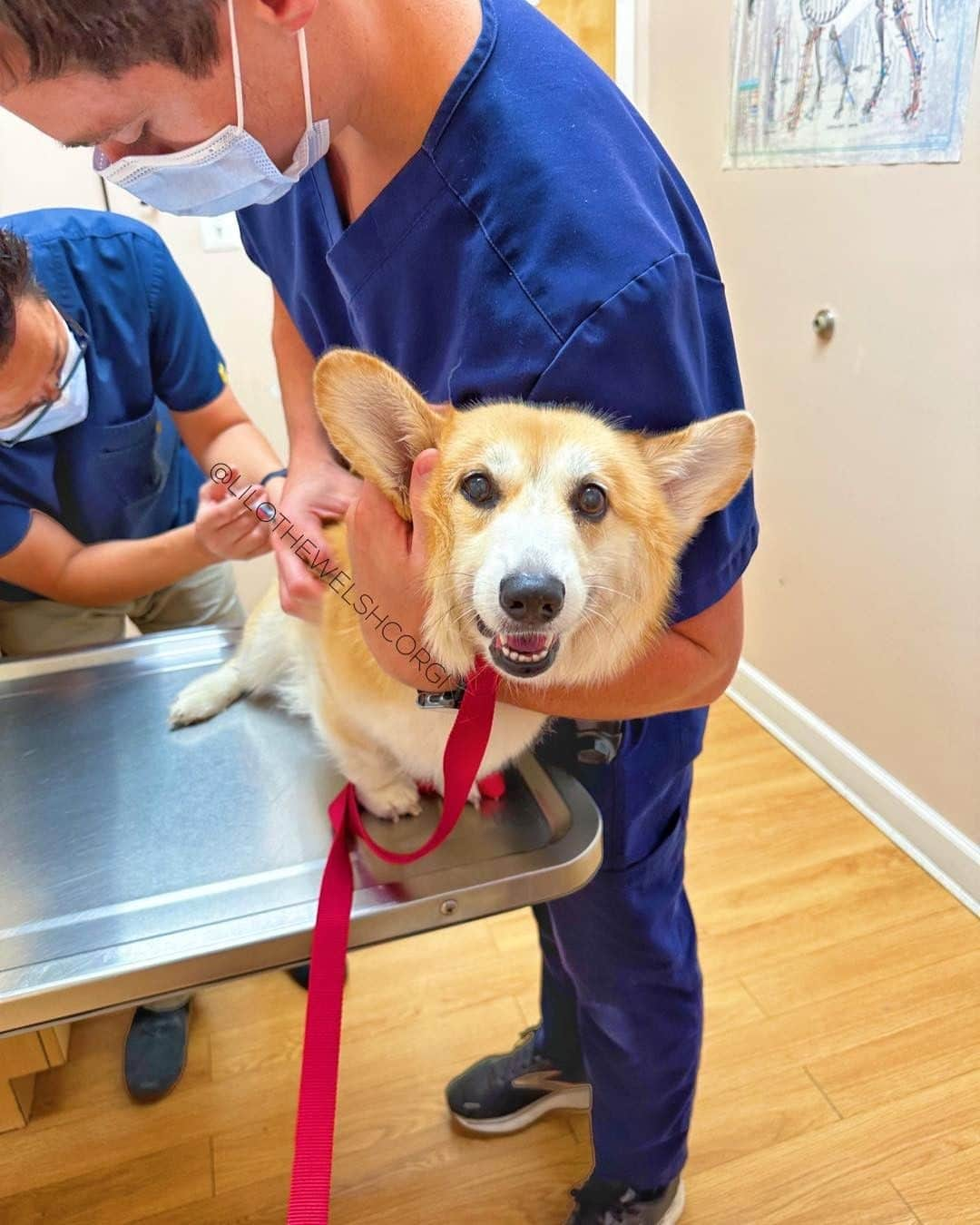 Liloのインスタグラム：「This is my brave face again! Immune system still weak so went to the vet for ✨another✨ immunity booster. Another step closer to freedom from the cone of shame hopefully. Send boops for healing thoughts please 🥰」