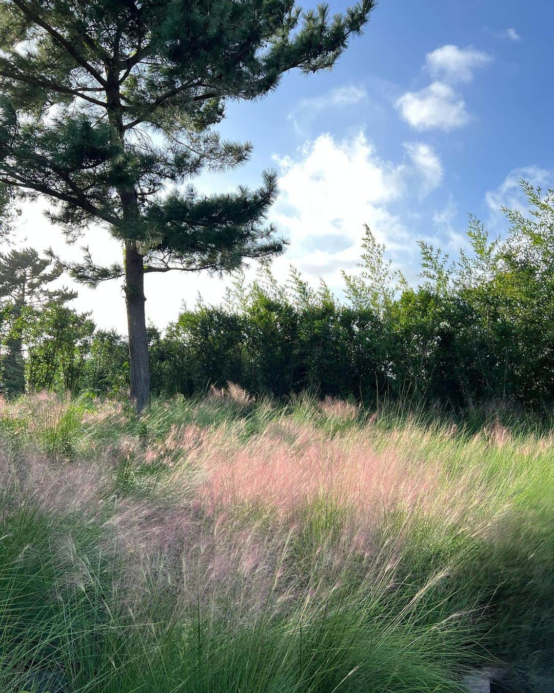 テヨン のインスタグラム：「🌾」