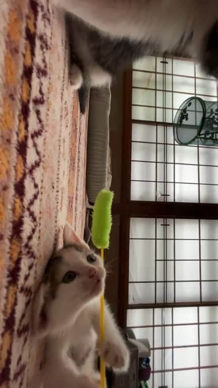 hoshinofumikaのインスタグラム：「一時預かりの子猫ちゃんたち。  食も生き物も、正しい選択を して行きたいですね☺️！」