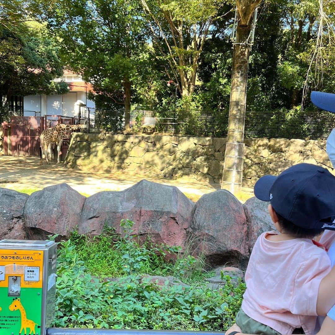 川田裕美のインスタグラム：「動物園でジーッと真剣にキリンを見つめる息子👦 やっぱりキリンさんとゾウさんに興味を持っていました🦒🐘」