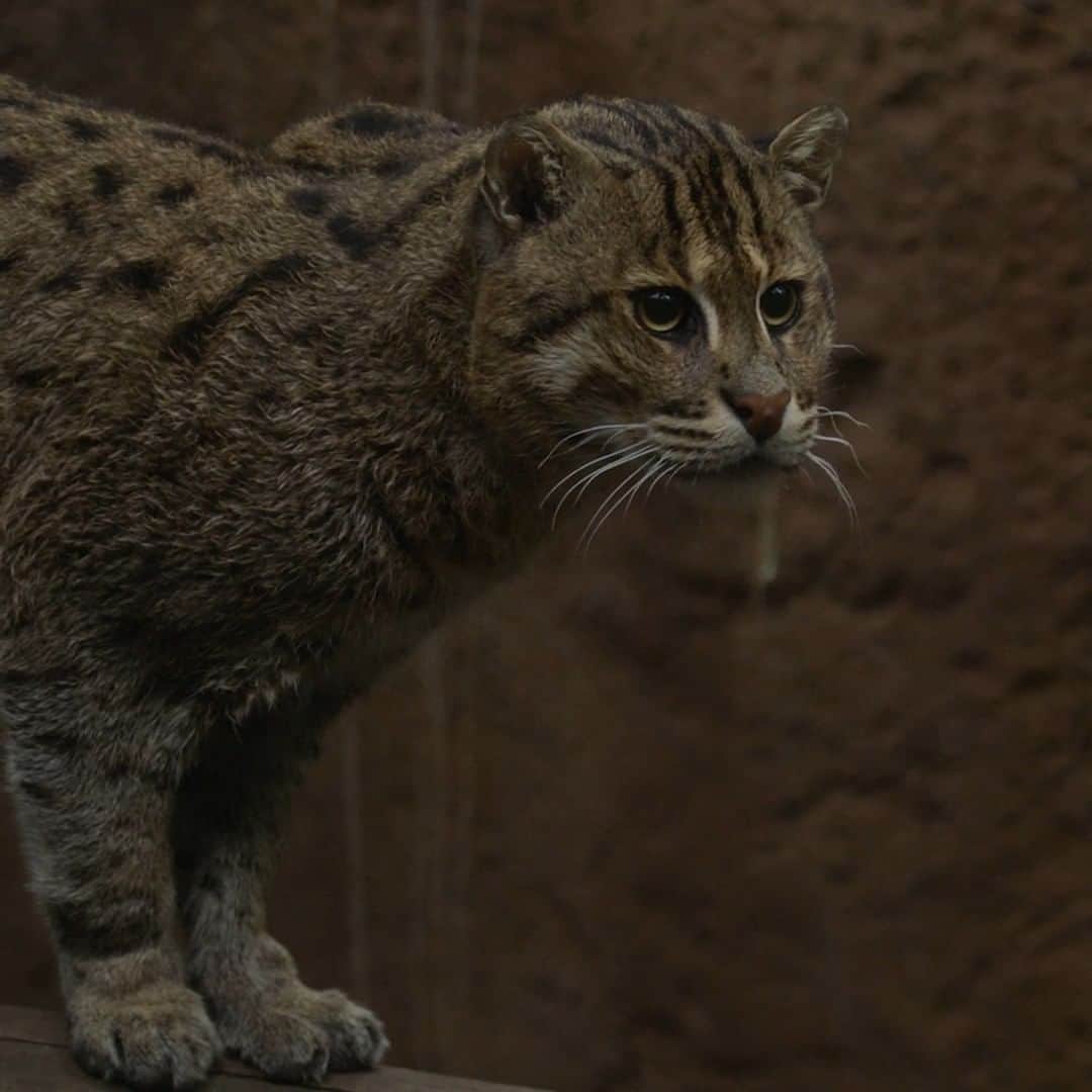 San Diego Zooのインスタグラム：「When catching prey, you need to be e-fish-ent 🐟  Not all cats dislike water and fishing cats are here to prove it. With webbing between their toes, this cat can swim like a pro. Their special paws also allow them to walk through muddy wetlands without sinking.  #FishingCat #CatLife #SanDiegoZoo」