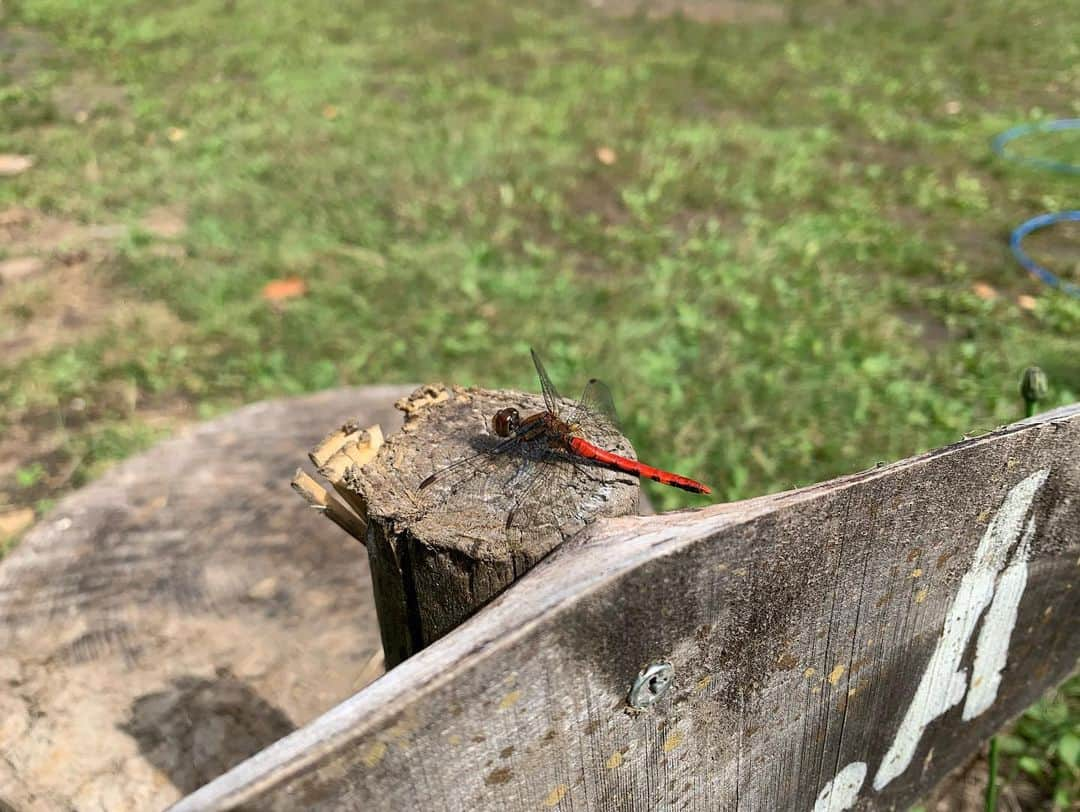 菊地友弘さんのインスタグラム写真 - (菊地友弘Instagram)「紅櫻公園でのロケを終え、これから会社へ！ 色づき始めた木々を見ながらのアウトドアロケ、癒されました〜。 かなり脱力しちゃってますが、、、。 この模様は16日に放送予定です。  午後はイチオシ‼︎ 今日も3時45分から是非ご覧下さい。 #紅櫻公園 #キャンプ場 #アウトドア #ロケ #htb #イチオシ #菊地友弘」9月13日 11時57分 - htb_kikuchitomohiro