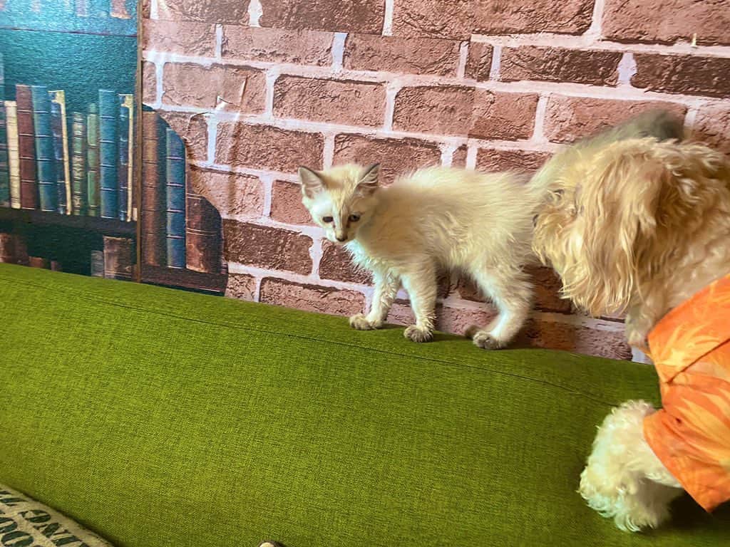 国沢一誠のインスタグラム：「ボスと対面  #猫 #犬 #可愛い」