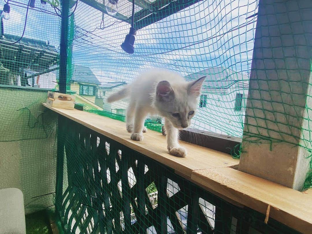 国沢一誠のインスタグラム：「ベランダ散歩  #猫 #DIY #癒し」
