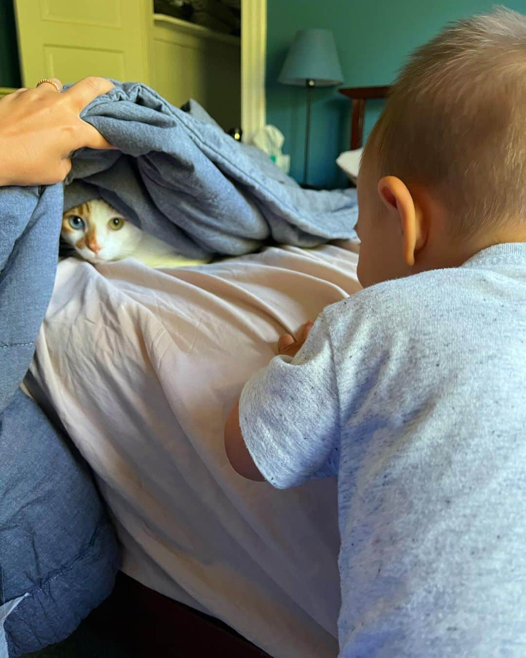Richard Kittyのインスタグラム：「We had workers at the house and couldn’t find Richard… until we lifted up the bedsheets… 😂🥰🥺」