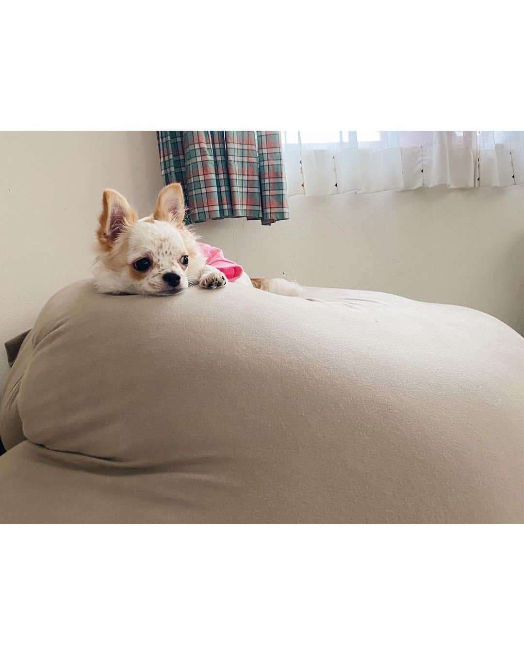 mikaのインスタグラム：「ひまだなぁ、、 って顔に書いてある🍌🐶💓 みんな寝ちゃってるもんね🛌」