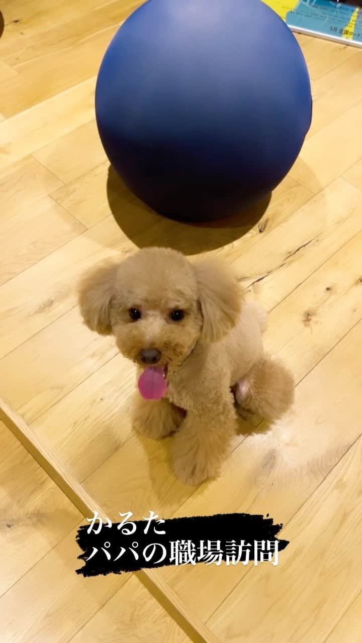 坂田陽子のインスタグラム：「夜のお散歩ついでにかるた、初のパパの職場訪問。 なんかテンション上がってた🤣 ・ #かるた　#トイプードル　#でかぷー #トイプードル男の子　#トイプー4歳 #安定の5キロ　#パパの職場訪問 #昼間のパパは」