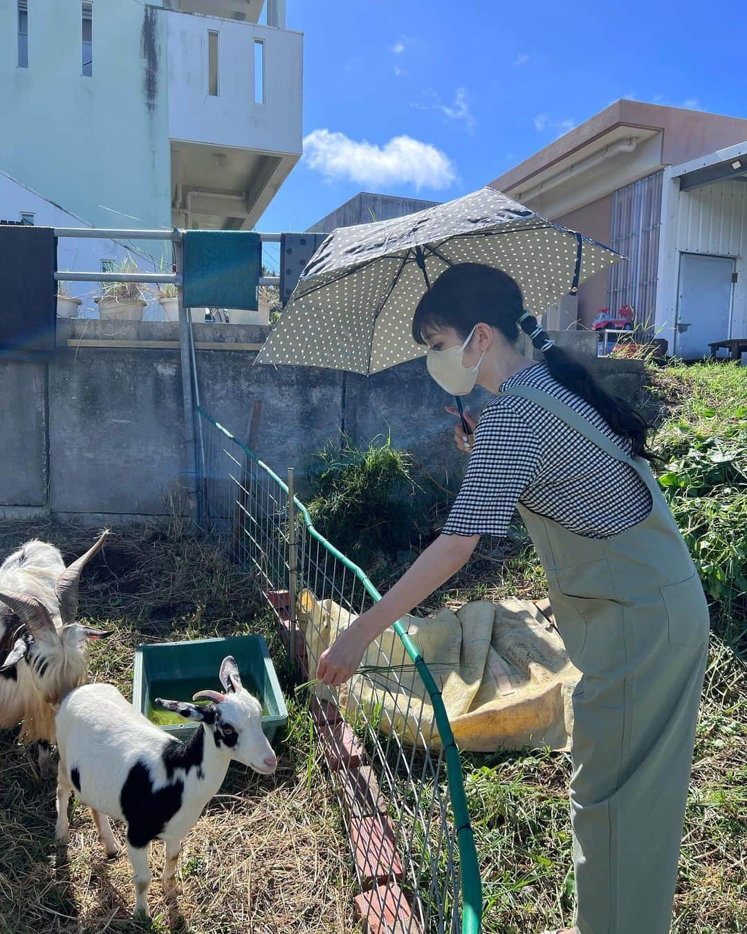 松田るかのインスタグラム：「本日9/14(水) 午後7:57〜  NHK『ロコだけが知っている』 沖縄そばの魅力を伝えるため、ゴリさんと一緒に島内をあちこち回って来ました！ 是非ご覧ください◎  北海道カレー 対 沖縄そば対決です、勝つのはどちらでしょう🔥🔥 北海道も最高なのだけれど、沖縄代表として負けてられない〜！お楽しみに！  いつかのプールの投稿はこの日でした(突然の答え合わせ) そしてこの子達は食用では無いみたいです🐐(いつ食べるのか良く聞かれるみたいです…沖縄あるあるだねぇ…) . #ロコだけが知っている #沖縄そば #ヤギは食べ物にカテゴライズされがち #ちなみにソーキが乗ってないとソーキそばでは無いんだよ #ソーキはスペアリブだよ」