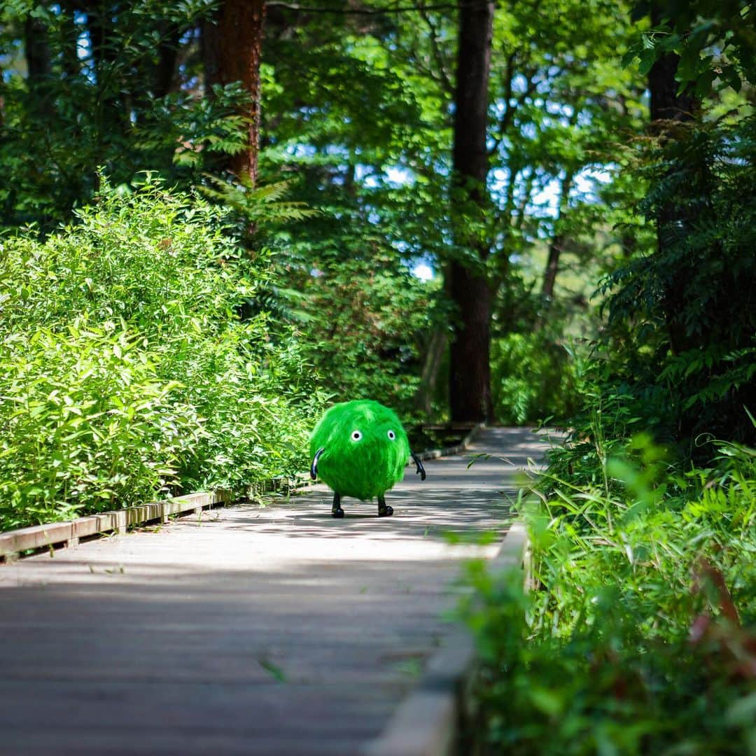 SUUMO公式アカウントさんのインスタグラム写真 - (SUUMO公式アカウントInstagram)「🌳林道ウォーキング🌳 空気が澄んでいて気持ちいいです🎶💚✨ こまめな水分補給も忘れずに👍   #ハイキング #トレッキング #林道 #ウォーキング #9月 #September #hiking #trekking #walking #outdoor #nature #ぬいどり #ぬい撮り #ぬい撮り写真部 #スーモ #SUUMO #あっスーモ」9月14日 13時06分 - suumo_official