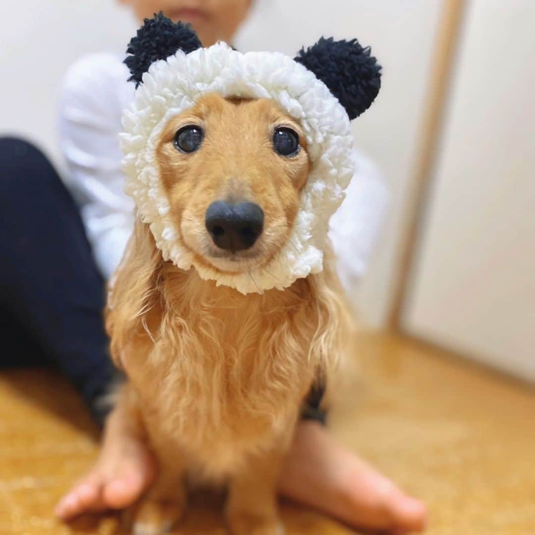 くまはるのインスタグラム：「. 去年のハロウィンのチェリーちゃん  #愛犬 #ミニチュアダックス #コスプレ #パンダ #可愛い #dog #胴長短足 #cute #ダックス #犬のいる暮らし #犬バカ部 #doglover #doglife #🐶 #🍒」